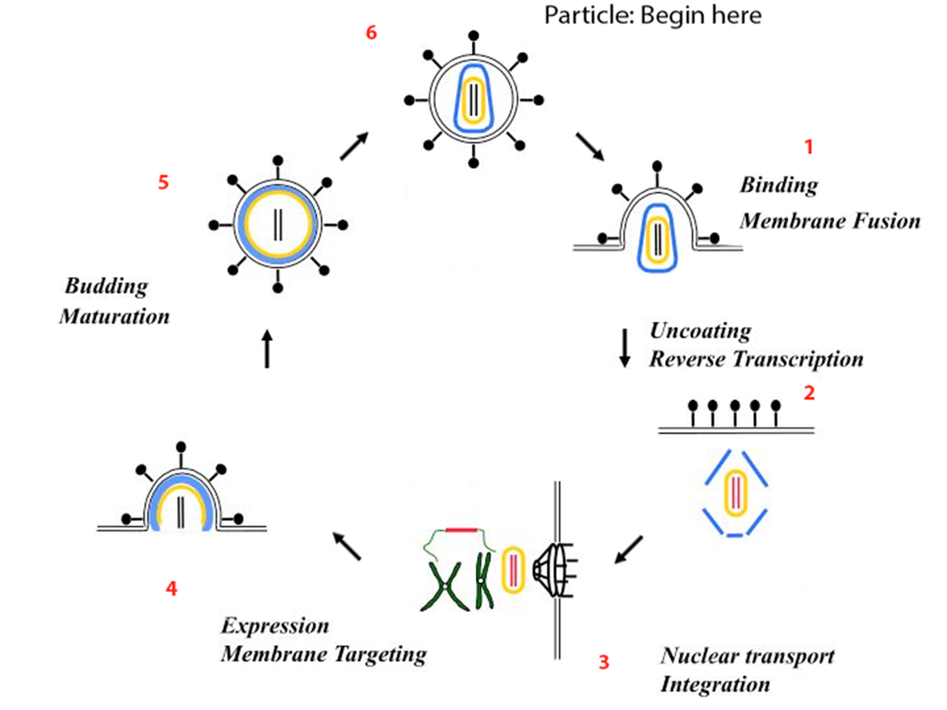 retrovirus-diagram